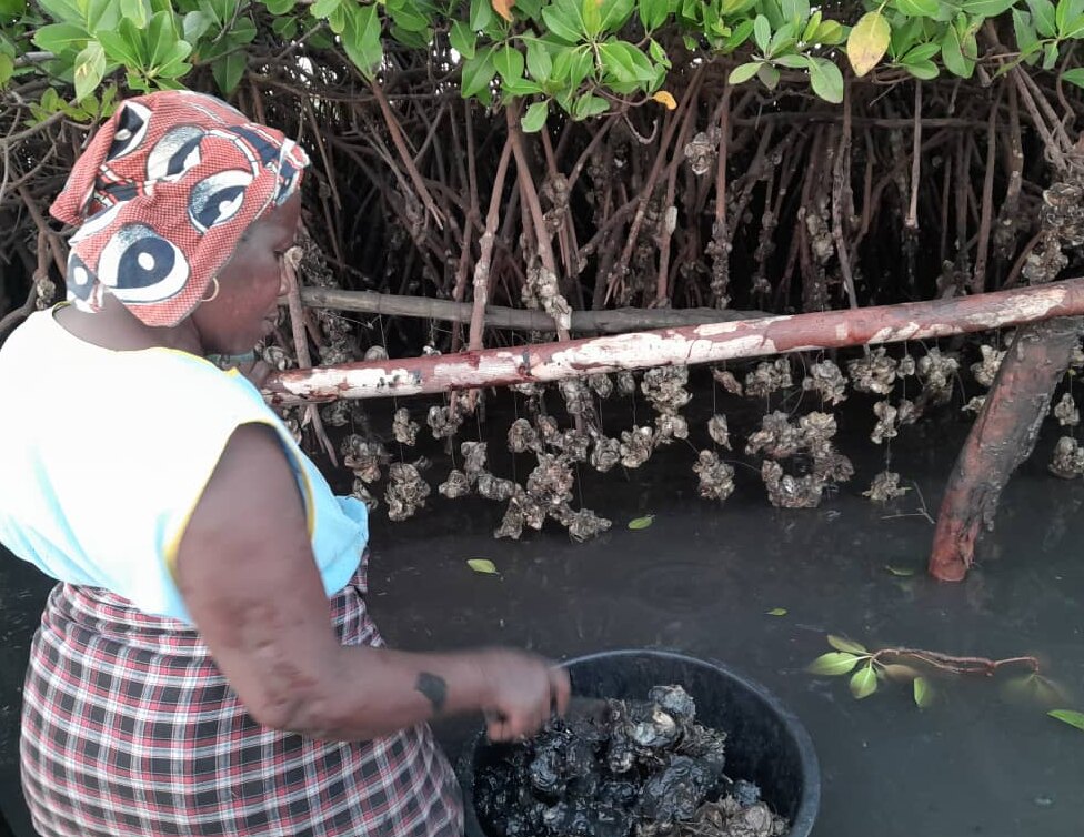 Transformatrice de produits halieutiques dans la mangrove